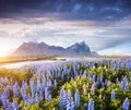 Splendid view of perfect lupine flowers on sunny day. Location Stokksnes cape, Iceland, Europe Royalty Free Stock Photo