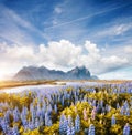 Splendid view of perfect lupine flowers on sunny day. Location Stokksnes cape, Iceland, Europe Royalty Free Stock Photo