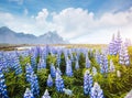 Splendid view of perfect lupine flowers on sunny day. Location Stokksnes cape, Iceland, Europe Royalty Free Stock Photo