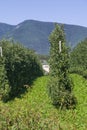 Splendid vineyards of the abbey of novacella with ancient alpine monastery, producer of delicious wines