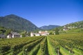 Splendid vineyards of the abbey of novacella with ancient alpine monastery, producer of delicious wines