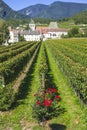 Splendid vineyards of the abbey of novacella with ancient alpine monastery, producer of delicious wines