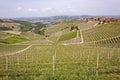 Aerial view of the vineyards of Barbaresco, Piedmont.