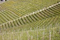 Aerial view of the vineyards of Barbaresco, Piedmont. Royalty Free Stock Photo