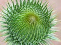 Splendid wild thistle bud Royalty Free Stock Photo