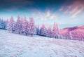 Splendid winter sunrise in Carpathian mountains with snow covered grass and firtrees. Royalty Free Stock Photo