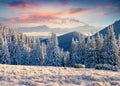 Splendid winter sunrisise in Carpathian mountains with trees and