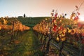 Splendid yellow and red vineyards at the last light of sunset in Tuscany in the Chianti Classico area. Autumn season, Italy Royalty Free Stock Photo