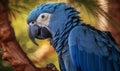 Splendor of the Skies The Rare and Beautiful Spix Macaw Royalty Free Stock Photo