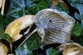 The splendor of summer\'s colors fades away and the dissolved gray leaves of the hostas indicate transience Royalty Free Stock Photo