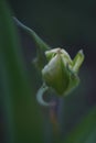 The splendor and vibrant colors of a bud tulip Tulip closeup photography Royalty Free Stock Photo