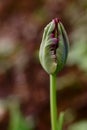 The splendor and vibrant colors of a bud tulip Tulip closeup photography Royalty Free Stock Photo