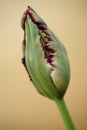 The splendor and vibrant colors of a bud tulip Tulip closeup photography Royalty Free Stock Photo