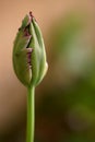 The splendor and vibrant colors of a bud tulip Tulip closeup photography Royalty Free Stock Photo