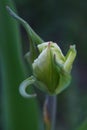 The splendor and vibrant colors of a bud tulip Tulip closeup photography Royalty Free Stock Photo