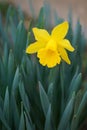 The splendors and vibrant colors of a yellow daffodil flower Narcissus Hispanicus