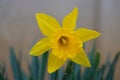 The splendors and vibrant colors of a yellow daffodil flower Narcissus Hispanicus