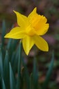 The splendors and vibrant colors of a yellow daffodil flower Narcissus Hispanicus