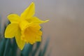 The splendors and vibrant colors of a yellow daffodil flower Narcissus Hispanicus