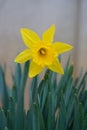 The splendors and vibrant colors of a yellow daffodil flower Narcissus Hispanicus