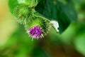 The splendour of thistles is immeasurable Royalty Free Stock Photo