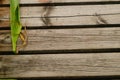 Spliced wooden planks are laid on the ground as architectural decorations in tourist attractions