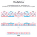 Formation of mature mRNA through splicing scientific vector illustration infographic Royalty Free Stock Photo