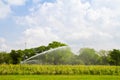 Splinkler is watering sunflower farm