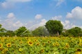 Splinkler is watering sunflower farm