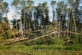 Splintered poplar trees