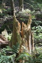 Splintered tree stump, Conkles Hollow Nature Preserve Royalty Free Stock Photo