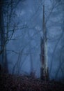 A Splintered tree trunk in a foggy forest