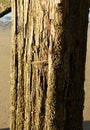 Splintered Weathered Wooden Piling with Barnacles