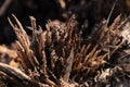 Splintered wood chips sticking out of stump