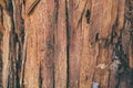 Splintered wood texture and background. Closeup view of splinter wood texture. Abstract texture and background for designers.