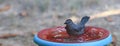 Splish-Splash Bird in bird bath Royalty Free Stock Photo