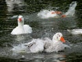 Splish Splash Geese Bath