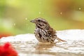 Splish Splash, taking a Bath Royalty Free Stock Photo