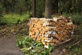 Split birch firewood stacked Royalty Free Stock Photo