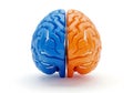 Split brain model with blue and orange hemispheres Royalty Free Stock Photo