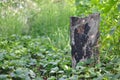 a split burnt log is a stump among growing strawberries. Royalty Free Stock Photo