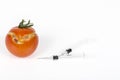 Split, cracked tomatoe due to rain after drought, Gardening problem. With syringe. Concept non organic food, genetically modified