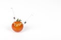 Split, cracked tomatoe due to rain after drought, Gardening problem. With syringe. Concept non organic food, genetically modified