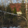 Fallen tree in front of house Royalty Free Stock Photo
