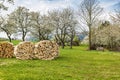 split firewood is stored in front of large, blossoming cherry trees Royalty Free Stock Photo