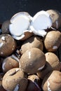 Split Fresh Coconut milk Royalty Free Stock Photo