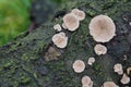 The Split Gill (Schizophyllum commune) is an inedible mushroom