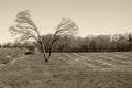 Split in half concept tree in field Royalty Free Stock Photo