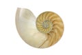 Split into half of Nautilus shell Royalty Free Stock Photo