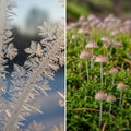 Taposition highlights the beauty of winter and the lushness of a moist, Royalty Free Stock Photo